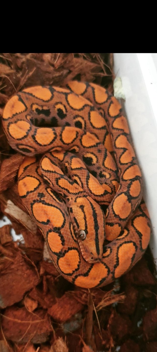 Preview of the first image of Wanted.  female Brazilian rainbow boas.