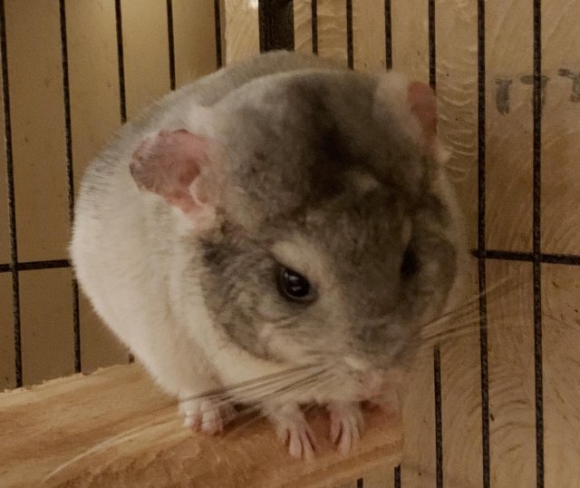 Preview of the first image of Male chinchillas for sale. 4 available. Prices from.