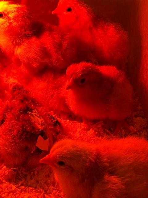 Preview of the first image of Day old Sussex buff chicks.
