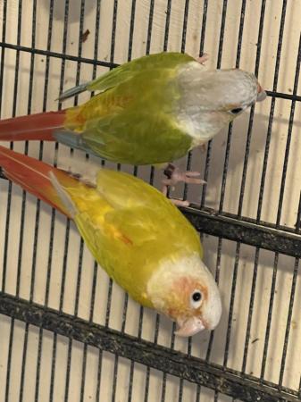 Image 4 of Beautiful pairs conures for sale