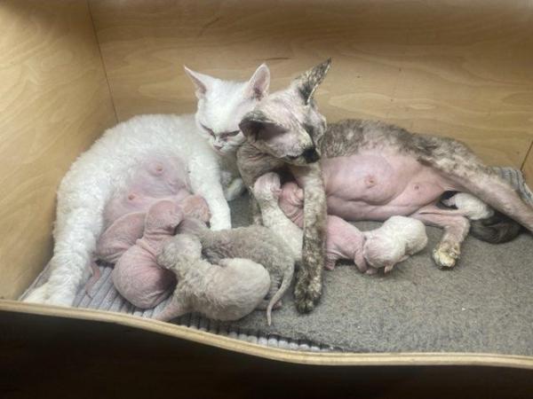 Image 3 of Devon Rex Candy boy for small home breeding