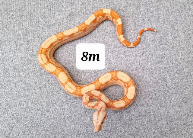 Preview of the first image of sunglow roswell ladder tail boa constrictor 8m.