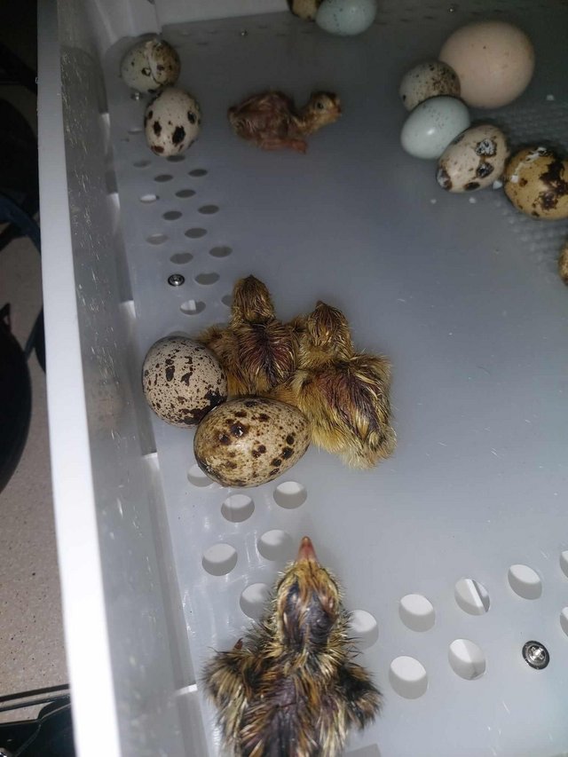 Preview of the first image of 12 coturnix quail hatching eggs.
