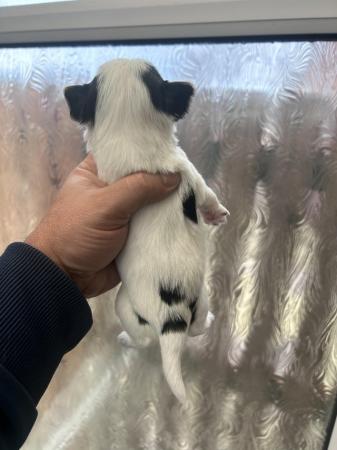 Image 12 of Very meautiful mini Biewer puppies for sale