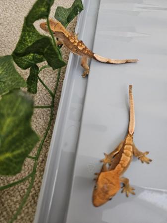 Image 5 of Crested Geckos babies 6 available