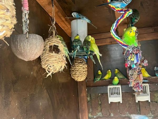 Image 12 of Adorable budgies for sale