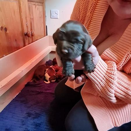 Image 2 of Beautiful quality cocker spaniel puppies