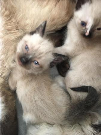 Image 3 of Beautiful Wobbly Ragdoll Kittens (CH) Ready Now