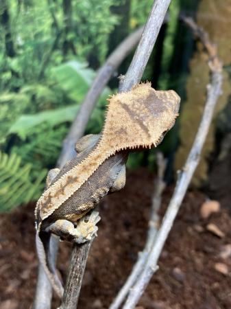 Image 2 of Unsexed juvenile partial pin harlequin crested gecko