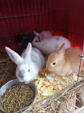 Image 12 of Mini lops 8wks old 5  £30 or two for £50