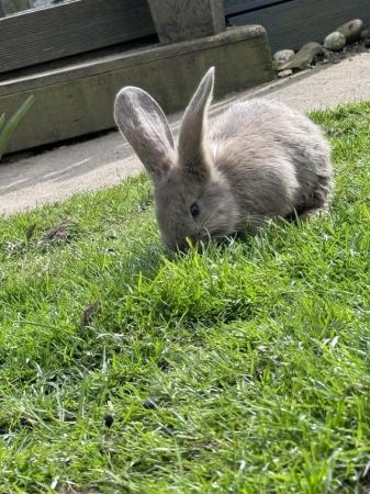 Image 8 of Beautiful friendly continental giant rabbits