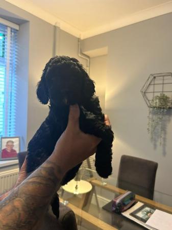 Image 5 of 6 week old F1 cavapoos for sale