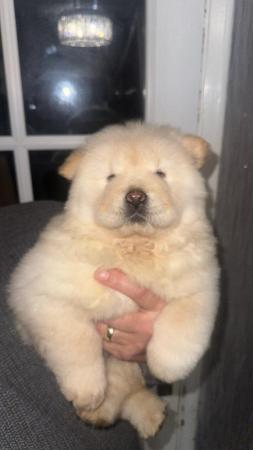 Image 4 of Last beautiful female Chow chow puppy left