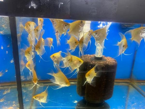 Image 3 of Angelfish For Sale (Home Breed)