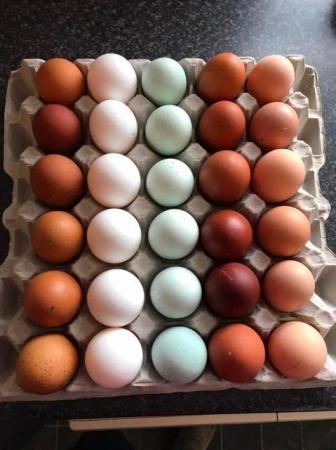 Image 5 of FRENCH COPPER MARAN HATCHING EGGS FOR SALE