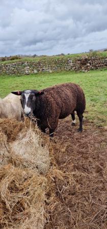 Image 2 of Pure Zwartble ram for sale