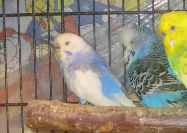 Image 3 of Budgies for sale liverpool
