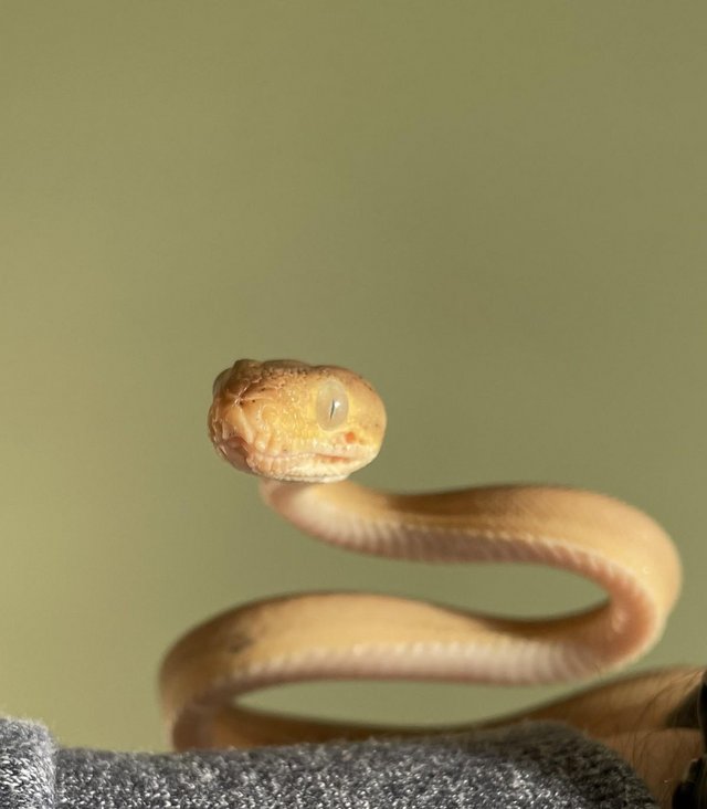 Preview of the first image of amazon tree boa for sale.