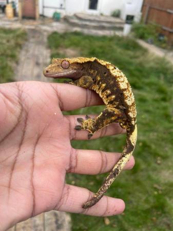 Image 1 of Male crested geckos, LW and poss het super stripes