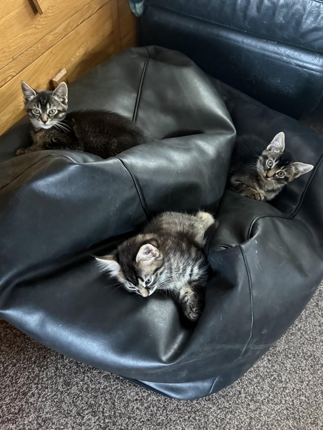 9week old kittens available for new homes now — photo 2 of 4