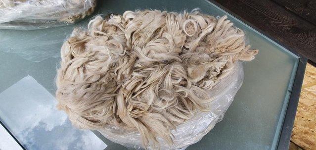 Image 2 of Alpaca SURI fleece, fibre, wool for sale - from £8.50 per kg
