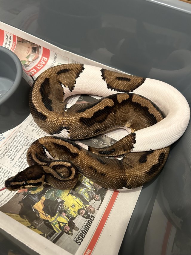 Preview of the first image of Adult Ball/Royal Pythons For Sale.