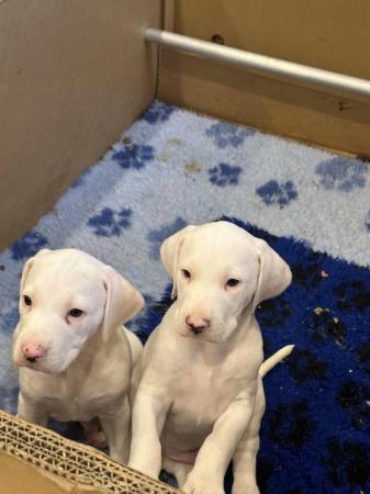 Image 10 of LEMON SPOTTED DALMATIAN BOY PUPS! READY NOW !