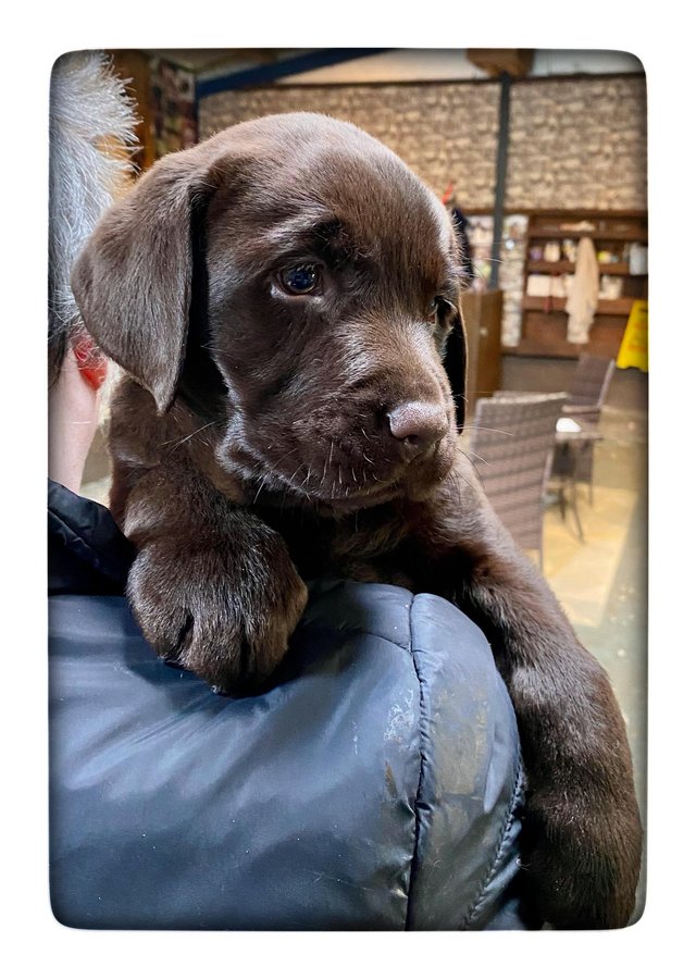Preview of the first image of Fantastic Litter Show Breed Chocolate Labrador Puppies.