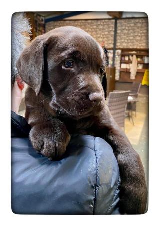 Image 1 of Fantastic Litter Show Breed Chocolate Labrador Puppies