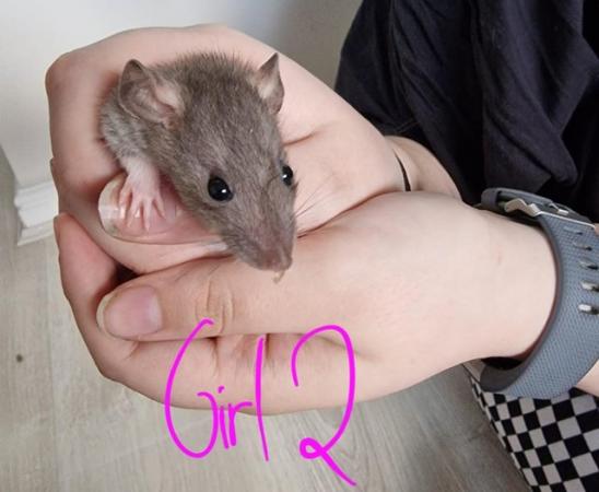 Image 22 of Friendly Female Rat Babies