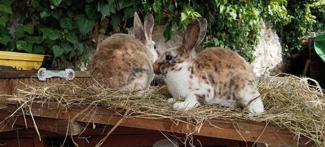 Image 2 of Tri colour and harlequin mini rex baby rabbits