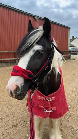 Image 1 of 13.3hh 7 year old Cob gelding