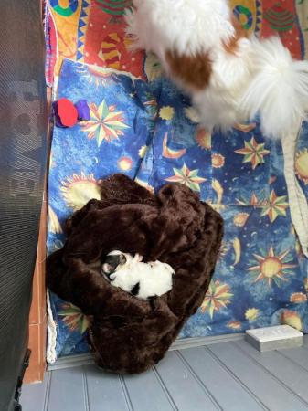 Image 3 of Gorgeous 5 gen pedigree tricoloured papillon pup for sale