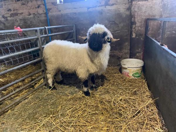 Image 1 of Valaise blacknose ewe looking for new home