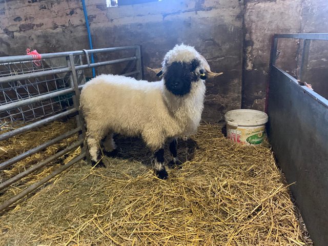 Preview of the first image of Valaise blacknose ewe looking for new home.