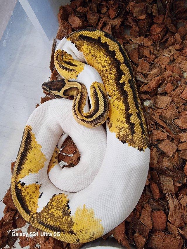 Preview of the first image of pied ball pythons 900-1000gr.