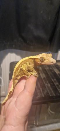 Image 4 of 4 yesr old.red female crested gecko
