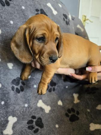 Image 9 of Smooth dachshund puppies ** READY TO LEAVE**