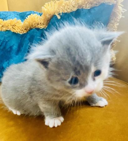 Image 11 of Adorable Dollface Persian X Kittens