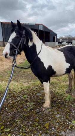 Image 6 of 13hh LightlyBacked Cob Mare Riding Pony/Ride & Drive Project