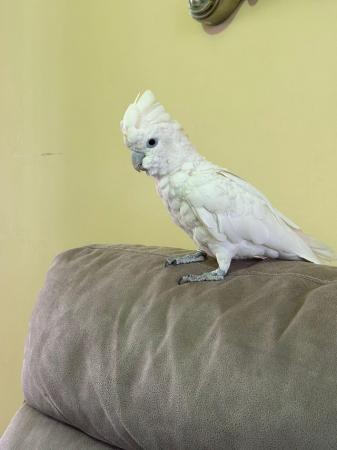 Image 6 of Cockatoo talking parrot