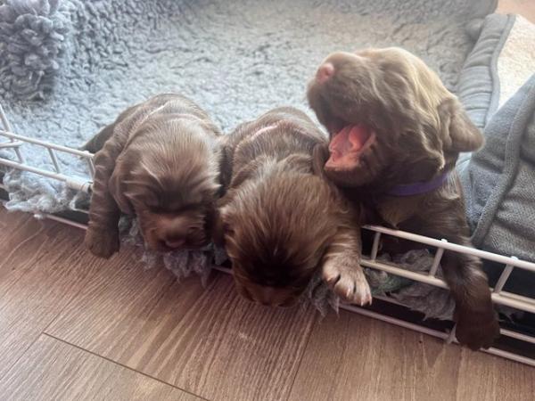Image 2 of Sprocker pups - 1 x male & 3 x Female (Available 8th April)