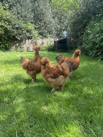 Image 1 of Gold Silkie cockerels 6 months old
