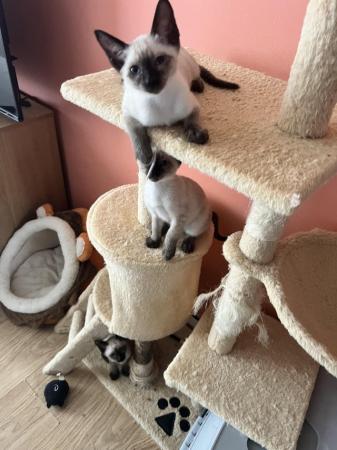 Image 25 of Siamese kittens,ready now only 2 boys left