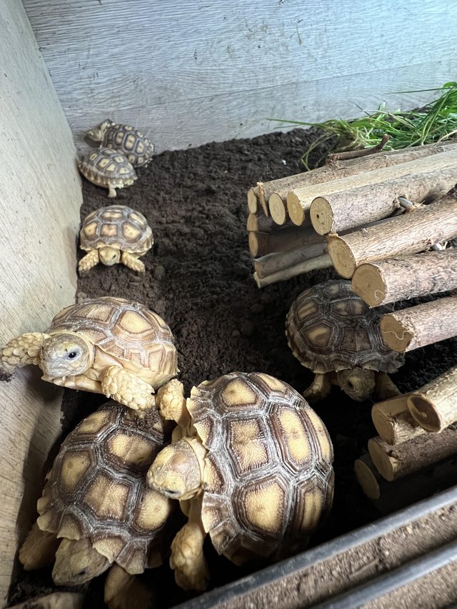 Preview of the first image of Uk bred Sulcata Tortoise Hatchlings.