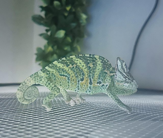 Preview of the first image of 6 month old male veiled chameleon.