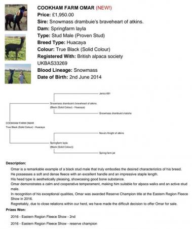 Image 4 of BRITISH ALPACA SOCIETY FEMALE AND MALES AVAILABLE