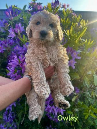 Image 5 of Goldendoodle Puppies for sale