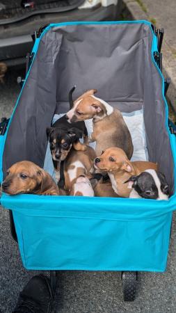 Image 14 of Staffy X puppies READY NOW