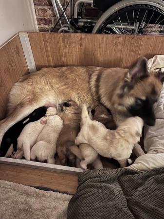 Image 7 of German Shepherd puppies for sale £1000